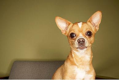 《星露谷物语》1.6版更新档规模将比预想中更大